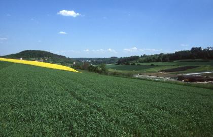 Muschelkalk-Hügelland zwischen Ostelsheim und Grafenau-Dätzingen Hinter einer von links nach rechts abfallenden grünen Ackerfläche zeigen sich rechts wieder leicht ansteigende Nutzflächen sowie ein Waldstreifen. Links schließt sich ein Rapsfeld an, ehe im Hintergrund eine bewaldete Erhebung folgt.