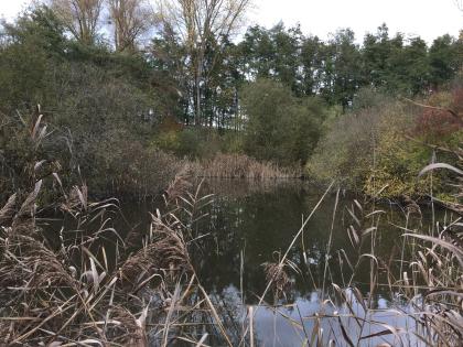 Weiher im Randbereich der vermoorten Würmaue bei Weil der Stadt (Merklinger Ried, g99) Das Bild zeigt einen stillen, dunklen Weiher, der von Schilf und Bäumen eingefasst ist.