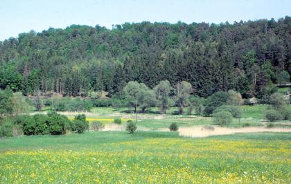 Vernässte Talsohle der Würm südlich von Grafenau-Dätzingen mit Anmoorgley und Auengley (g98, g85) Hinter einer blühenden Wiese im Vordergrund zieht sich ein tiefer liegender, von Bäumen und Schilf bewachsener Grünstreifen von links nach rechts. Eine bewaldete Anhöhe folgt im Hintergrund.