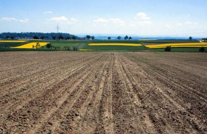 Flachwellige Landschaft im Korngäu, nördlich von Herrenberg, verbreitet mit erodierten Parabraunerden aus Löss Von einem vertikal gefurchten braunen Acker, der den ganzen Vordergrund einnimmt, geht der Blick abwärts auf bereits bewachsene, grün und gelb gefärbte Felder.