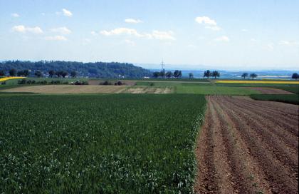Wellige Korngäu-Landschaft nördlich von Herrenberg, verbreitet mit fruchtbaren Lössböden Das Foto zeigt eine auf- und absteigende Ackerlandschaft. Links ist eine große Fläche dicht begrünt, rechts laufen Furchen abwärts. Hinten sind weitere Äcker; grün, braun und gelb gefärbt. Bäume, Traktoren und eine bewaldete Höhe ergänzen das Bild.