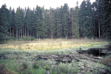 Der „Bodenlose See“ nördlich von Empfingen ist eine größere Doline, deren Grund durch Sedimente abgedichtet ist, wodurch sich ein kleines Gewässer mit Verlandungszone bilden konnte. Das Bild zeigt ein dunkles, mit Bewuchs bedecktes Gewässer im Vordergrund. Dahinter ist ein heller, gelbgrüner Landstreifen sichtbar, an den sich eine Reihe dunkler Nadelbäume anschließt.