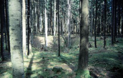 Erdfall auf der bewaldeten Lettenkeuperfläche südwestlich von Sulz am Neckar Inmitten eines dichten Nadelwaldes ist eine ovale, begrünte Vertiefung zu erkennen.