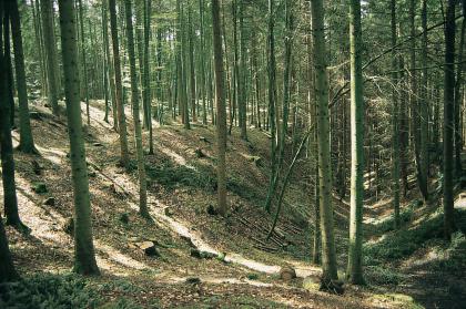 Zerrspaltenbildung („Hangzerreißung“) am Hochflächenrand südwestlich von Sulz am Neckar Das Bild zeigt einen zur rechten Bildhälfte hin erst abfallenden und dann wieder ansteigenden, von Nadelbäumen bewachsenen Waldhang mit hellen und dunklen Stellen.