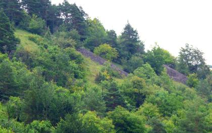 Ehemalige Weinbergshänge mit Steinriegeln am Edelberg östlich von Tauberbischofsheim Das Bild zeigt einen nach rechts abfallenden, stark bewaldeten Hang. Zwischen den Bäumen sind auch mehrere langgestreckte, hohe Steinhaufen erkennbar.