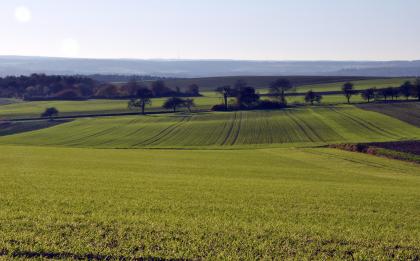 Blick vom Bauland bei Buchen-Hettingen nach Westen zum Odenwald Dieses Bild zeigt flachwellige, muldenförmig angelegte Ackerflächen, die zum größten Teil begrünt sind. Im Mittelgrund verteilen sich einige Bäume; dahinter erheben sich bewaldete Höhen.