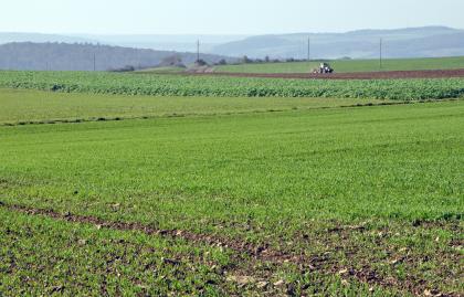 Ackerflächen mit steinigen Böden auf Oberem Muschelkalk östlich von Weikersheim-Laudenbach Das Bild zeigt im Vordergrund verschiedene flache, begrünte Ackerflächen, in denen jedoch auch Steine zu finden sind.
