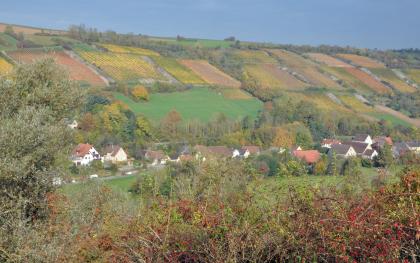 Weinbergshänge mit großen Steinriegeln im Vorbachtal bei Weikersheim-Hagen Das Bild zeigt einen zum Hintergrund hin ansteigenden, teils bewaldeten, teils weinbaulich genutzten Hang. Auch aufgeschichtete Steinhügel sowie eine Siedlung am Fuß des Hanges sind erkennbar.