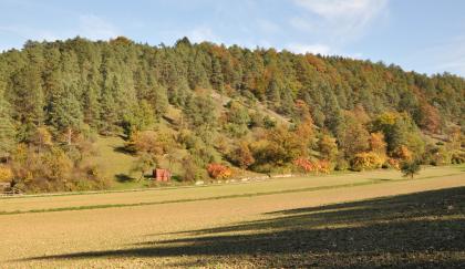Steilhang im Unteren Muschelkalk in der Kehlklinge bei Elztal-Dallau Das Bild zeigt einen zum Hintergrund hin aufsteigenden, überwiegend bewaldeten Steilhang mit wenigen Brachflächen. Im Vordergrund ist ein flach ansteigender, teils im Schatten liegender Acker zu sehen.