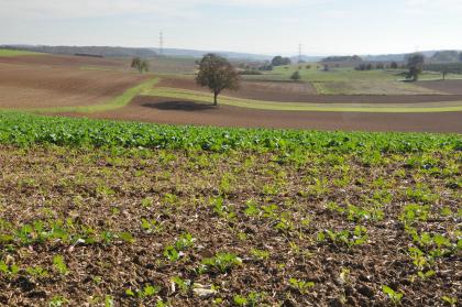 Flachwellige Gäulandschaft im Bauland südöstlich von Elztal-Dallau Hinter einer mit frischem Grün bedeckten Ackerfläche im Vordergrund breitet sich eine wellige, aus meist kahlen Äckern und wenigen Bäumen bestehende Landschaft aus.