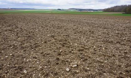 Mit Kalksteingrus bedeckte Ackerfläche auf Oberjura der Riesalb bei Dischingen-Eglingen (o6) Weiter Blick auf einen sehr steinigen Acker, der fast bis zum Hintergrund reicht. Dahinter folgen flache Hügel mit Wiesen und weiteren Äckern. Im Vordergrund sind neben sehr kleinen Steinen auch größere Exemplare zu sehen.