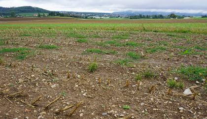 Feuerstein-, Sandstein- und Kalksteinschutt führende Fließerden am Fuß des Albtraufs, im Niveau der Goldshöfe-Sande (m98) Blick auf einen abgeernteten, steinigen braunen Acker. Im Hintergrund sind weitere Äcker sowie bewaldete Berge und Siedlungen zu erkennen.