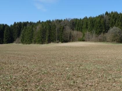 Dunkle Kolluvien und helle Pararendzinen im Verbreitungsgebiet der Zementmergel-Formation Das Bild zeigt einen flachen, einheitlich gefärbten Acker, der zum Rand eines angrenzenden Waldes etwas heller wird.