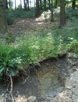 Pararendzina-Braunerde an einem Molassehang südöstlich von Ehingen-Altsteußlingen Frontaler Blick auf einen Waldhang. An der vorderen Kante des Hanges ist ein schräg verlaufendes Stück weggebrochen, so dass graubraunes Boden- und Gesteinsmaterial sichtbar ist.
