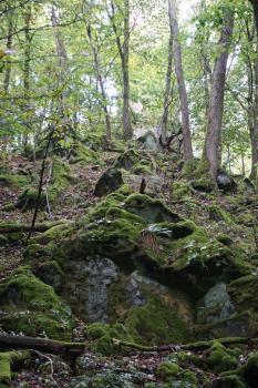 Blick auf einen nach links ansteigenden Waldhang mit hohen, schlanken Bäumen. Im Vordergrund sowie auf dem Hang verstreut liegen mehrere mit Moos überzogene Felsblöcke und Steinbrocken.