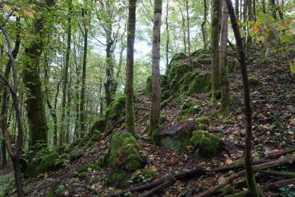 Felsen und Blöcke aus Katzenbuckel-Magmatit am „Weg der Kristalle“ beim Aufstieg zum Aussichtsturm Blick auf einen steil nach rechts aufsteigenden Waldhang mit schlanken, hohen Bäumen. Auf dem Hang verstreut liegen mehrere Felsblöcke unterschiedlicher Größe. Die Blöcke sind mit Moos überzogen.