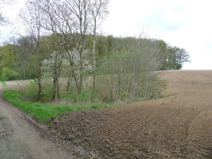 Doline (Erdfall) nördlich von Künzelsau-Sonnhofen Inmitten einer noch kahlen, braunen Ackerfläche liegt eine mit dünnen Bäumen bestandene, an den Rändern begrünte Vertiefung. Den nach hinten hin ansteigenden Acker begrenzen weitere, dichter stehende Bäume.