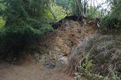 Aufgeschlossene Tuff-Brekzie am Katzenbuckel Zwischen Nadelbäumen links und Sträuchern rechts ist hier eine halbrund geformte, aufgeworfene Bodenerhebung sichtbar, mit aufgeschlossenem Boden- und Gesteinsmaterial.