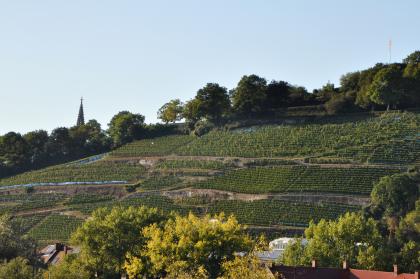 Steile Weinbergshänge am Freiburger Schlossberg Blick auf leicht nach rechts ansteigende, steile, von der Sonne beschienene Weinbergshänge. Den oberen Rand der Hänge begrenzen Bäume, rechts zudem flache Mauern.