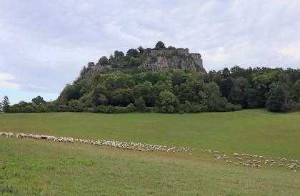 Beweidung der Grünlandflächen mit Schafen unterhalb der Festungsruine Hohentwiel bei Singen (Lkr. Konstanz) Das Bild zeigt die stark zerklüftete, auf einem bewaldeten Vulkanberg liegende Festungsruine Hohentwiel. Im Vordergrund, unterhalb des Berges, zeigen sich ausgedehnte Wiesen, die von einer Schafherde beweidet werden.