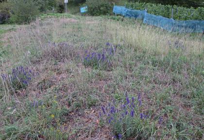 Trockenrasen mit blau blühendem Ysop (Hyssopus officinalis) am Hohentwiel unterhalb des Vulkanpfads bei Singen (Lkr. Konstanz) Blick auf einen hochliegenden Geländeabschnitt mit Trockenrasen und blau blühenden Pflanzen.
