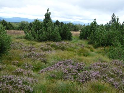 Grindenschwarzwald mit Heidevegetation auf dem Schliffkopf Das Bild zeigt eine zum Hintergrund hin ansteigende, mit Heidepflanzen und Gebüsch durchzogene Grasfläche.