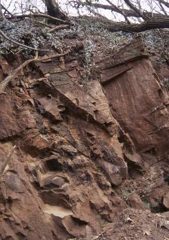 Aufschluss im südlichen Steinbruch des Lorettobergs mit stark zerklüfteten Sandsteinen Blick auf eine rötlich graue, nach links geneigte Steinbruchwand. Das Gestein ist stark zerklüftet und auf der Kuppe bewachsen.