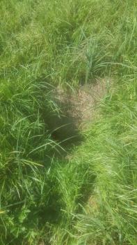 Kleiner Erdfall Blick auf eine kleine, fast ganz von Grasbüscheln verdeckte Bodenvertiefung inmitten einer Wiese. Der sichtbare Boden des Erdloches ist von hellbrauner Farbe.