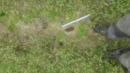 Ankündigung eines Erdfalls durch erste kleine Hohlraumeinbrüche Blick von oben auf mehrere kleine Erdlöcher. Die Vertiefungen befinden sich auf einer schmalen, an den Rändern von Pflanzen umgebenen Bodenfläche. Der Boden ist von fahler hellbrauner Farbe. Neben dem größten Erdloch ist ein Maßstab aufgelegt.