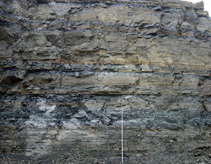 Tonplattenschichten der Meißner-Formation aus dem Oberen Muschelkalk im Steinbruch Kupferzell-Rüblingen Teilansicht einer etwa 15 m hohen Gesteinswand. Das Gestein ist dunkelgrau bis braun und weist eine schrundige Oberfläche sowie eine feine Schichtung auf. Rechts unten lehnt eine Messlatte.