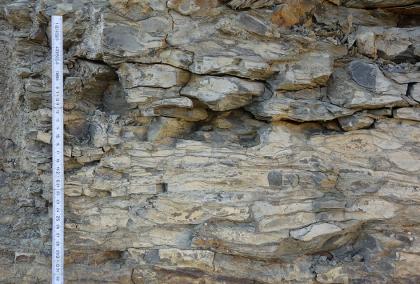 Detailansicht des Wellenkalks der Jena-Formation im Steinbruch Külsheim-Eiersheim Teilansicht einer bräunlich grauen Gesteinswand. Im oberen Teil stehen teils lose wirkende Blöcke etwas hervor, zudem sind Risse und Vertiefungen vorhanden. Nach unten wirkt das Gestein fester verbacken. Links ist ein Zollstock angelehnt.