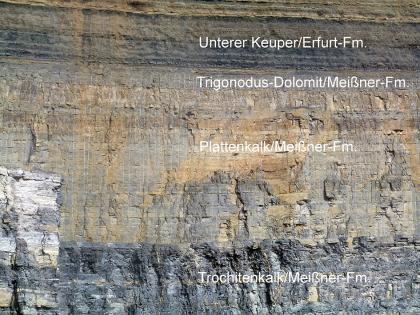 Kalksteinwand mit Trochiten- und Plattenkalk sowie Trigonodus-Dolomit aus dem Oberen Muschelkalk und Überlager braun-grauer Keupersedimente Teilansicht einer hohen, unterschiedlich gefärbten Steinbruchwand. Die einzelnen, auch in der Beschaffenheit unterschiedlichen, horizontal verlaufenden Sedimente sind beschriftet.