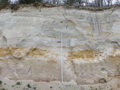 Die Grimmelfinger Schichten in der Sandgrube Altheim-Ringingen Teilansicht einer Steinbruchwand. Die leicht wellenartig verlaufenden Schichten sind unten grau, darüber weißlich grau. Dazwischen finden sich auch bräunlich gefärbte, teils breite Bänder. In der Bildmitte ist eine Messlatte angelehnt.