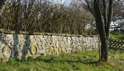 Gartenmauer aus Arietenkalk Blick auf eine von links nach rechts verlaufende, halbhohe Steinmauer. Zwischen den grünlich grauen Steinen sind zahlreiche Ammoniten eingelassen. Hinter der Mauer wachsen hohe Sträucher, rechts steht ein Baum.