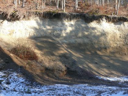 Oberjura-Hangschutt („Albschutt“) Das Bild zeigt die Abrisskante eines Waldhanges. Das abgerutschte, nach rechts geneigte Material hat eine gelblich braune bis braune Färbung. Unterhalb der Böschung liegt Schnee.