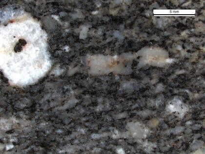 Mikroskopaufnahme einer Gesteinsprobe aus dem Erzenbach-Komplex Mikroskopaufnahme einer schwarzgrauen bis grauen, geflaserten bis gepunkteten Gesteinsoberfläche. Links oben im Bild ein weißgraues rechteckiges Mineral mit einem schwarzen Einschluss.