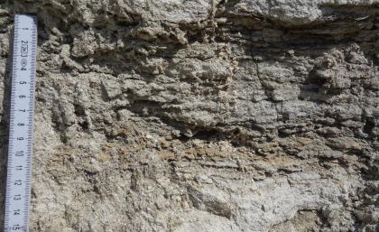 Sandstein mit tonig-mergeligen Zwischenlagen. Nahaufnahme von zerfurchtem grauen Gestein mit gelblichen Einlagerungen.