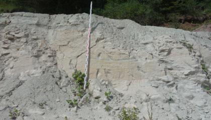 Abbauwand in der Sandgrube Rosenfeld-Brittheim Blick auf eine hellgraue Gesteinswand vor grünem Hintergrund. In der Bildmitte unterbricht ein gelblicher, glatter Einschluss das sonst schüttere Material. Eine Messlatte ist dort angelehnt.