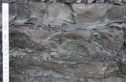 Mikritischer Kalkstein mit Tonmergellagen Mikritischer Kalkstein mit Tonmergellagen