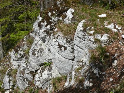 Felswand an der Artleshalde bei Oberdigisheim Blick von oben auf eine Felsgruppe, die entlang eines Waldhanges abwärts verläuft. Das weißlich graue Gestein ist gestuft und gerundet, zudem auf der Kuppe und in Zwischenräumen bemoost und bewachsen.