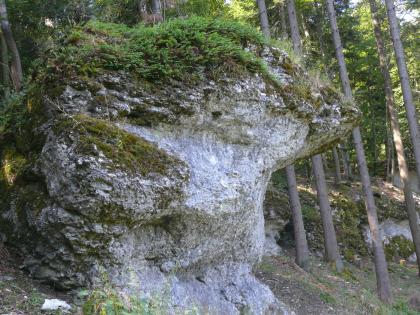 Das Foto zeigt einen großen, markanten Felsen an einem Waldhang. Das weißlich graue Gestein ist links und oben bemoost und bewachsen. Rechts verläuft ein spitzer Vorsprung, der einer Nase ähnelt.