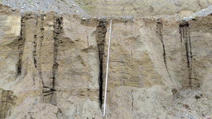 Schwach kiesige, schluffige Sande Nahaufnahme einer feinkörnigen, hellbraunen bis grauen Gesteinswand mit senkrechten Rissen und Klüften. In der Bildmitte wurde eine Messlatte angebracht.
