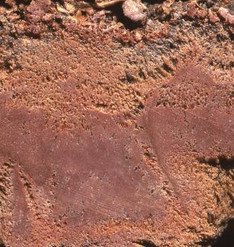 Böttinger Wallmarmor mit charakteristischer Färbung und typisch wechselnder Porosität Aufgeschnittenes Gestein mit dunkelroten, glatten Bereichen sowie porösen, teils orangefarbenen Strukturen.