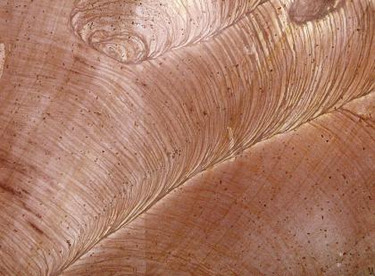 Schnitte in Buntsandstein subparallel zu den Schichtflächen zeigen Vorschüttungsfächer von Großrippeln Nahaufnahme von aufgeschnittenem, rötlich braunem Gestein mit fächerförmig verlaufenden Streifen und Wirbeln.