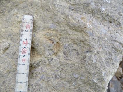 Trochitenbank. Bruchschill führender, sparitischer Kalkstein mit hohem Anteil an Trochiten Trochitenbank. Bruchschill führender, sparitischer Kalkstein mit hohem Anteil an Trochiten