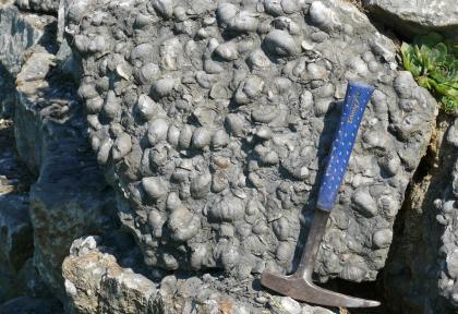 Zusammenschwemmung von Muscheln der Art Gryphaea arcuata auf einer Schichtfläche im Arietenkalkstein Blick auf eine graue Natursteinmauer mit zahlreichen, darin festsitzenden Muschelschalen. Ein Hammer mit blauem Griff zeigt die Größe an.