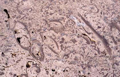 Fassadenplatte aus Gauinger Travertin Nahaufnahme einer geschliffenen Gesteinsoberfläche. Grundfarbe rosa bis hellgrau, mit dunkleren Streifen, gelben und bläulichen Flecken und schwarzen Vertiefungen.