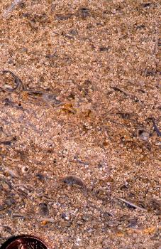 Angeschliffenen und angefeuchteten Platte von Hauptrogenstein. Angeschliffenen und angefeuchteten Platte von Hauptrogenstein.