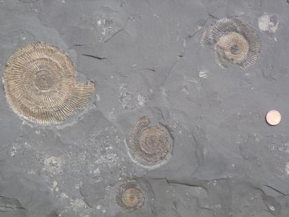 Fossilplatte mit Ammoniten.
