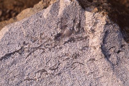 Leicht angewitterte Bruchfläche von Hauptrogenstein mit Schilllagen Nahaufnahme eines unregelmäßig geformten Gesteinsstückes. Grundfarbe hellgrau, mit dunklen Schalenresten und übersät mit Mineralkörpern. An den oberen Rändern zeigen sich zudem hellere, gebleichte Stellen.